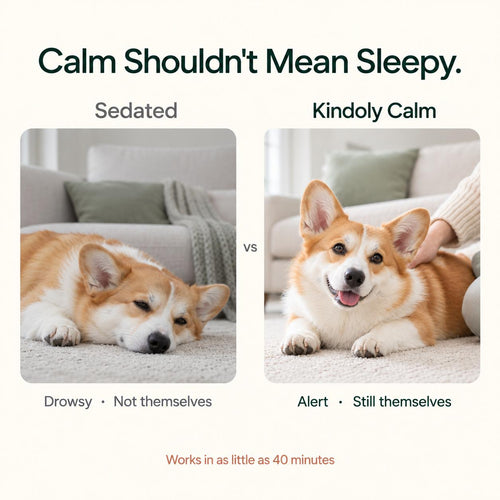 Kindoly Sedative-Free Calming Soft Chews for Dogs & Cats – Chicken Flavor, 90 Chews