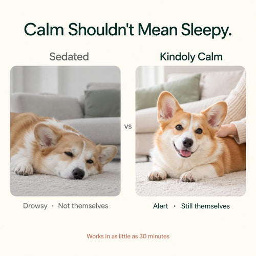 Kindoly Sedative-Free Calming Drops for Dogs & Cats – Salmon Flavor, 50 mL